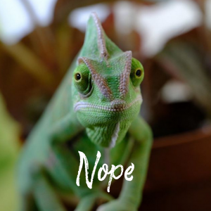 Pascal the grumpy chameleon, doing his best impression of resting bitch face